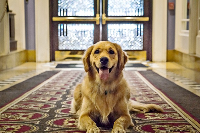 9 hôtels qui donnent un tout nouveau sens aux animaux de compagnie 